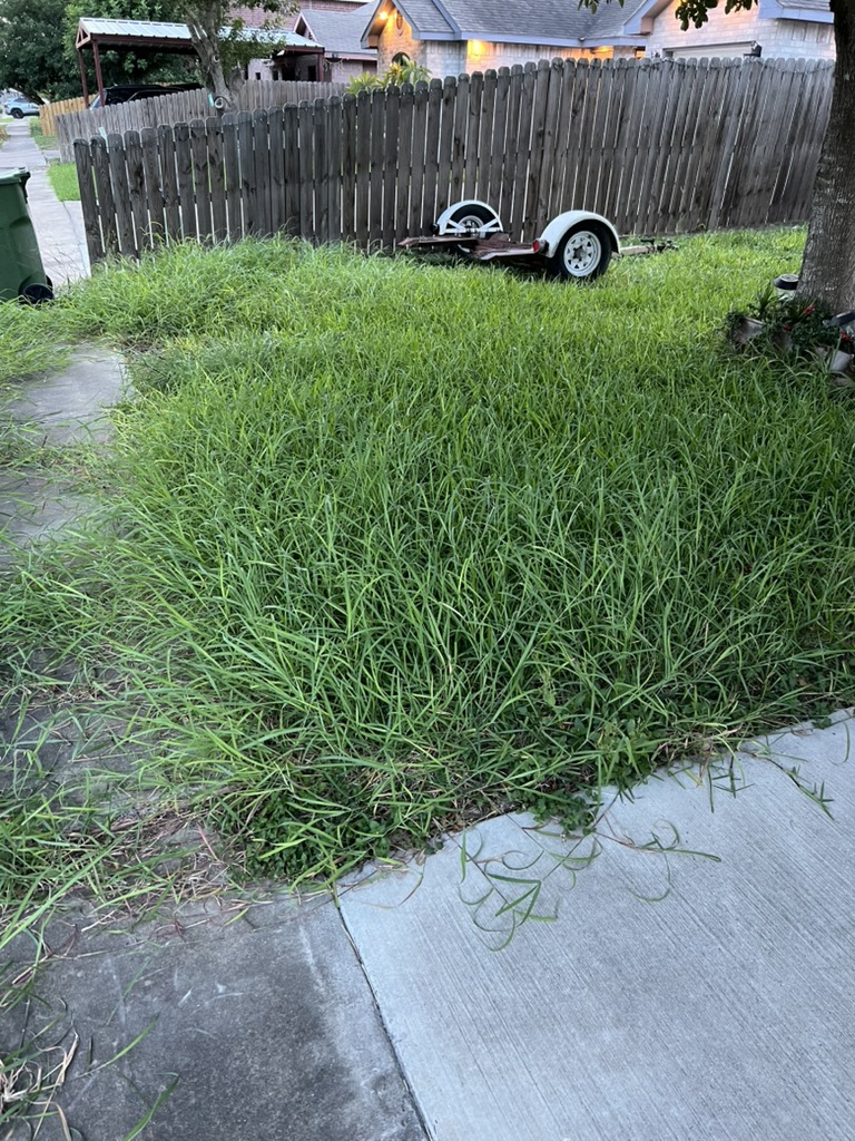Overgrown and neglected front lawn requiring full restoration in Georgetown, TX. (Before image)