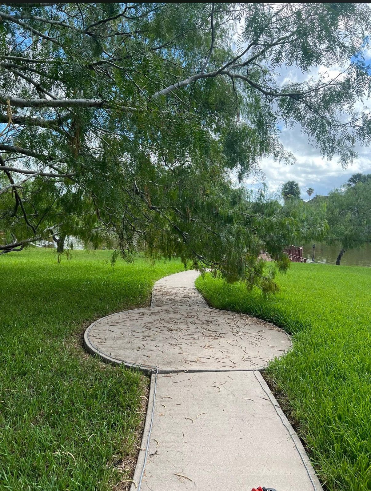 Tree canopy thinning and pruning.
