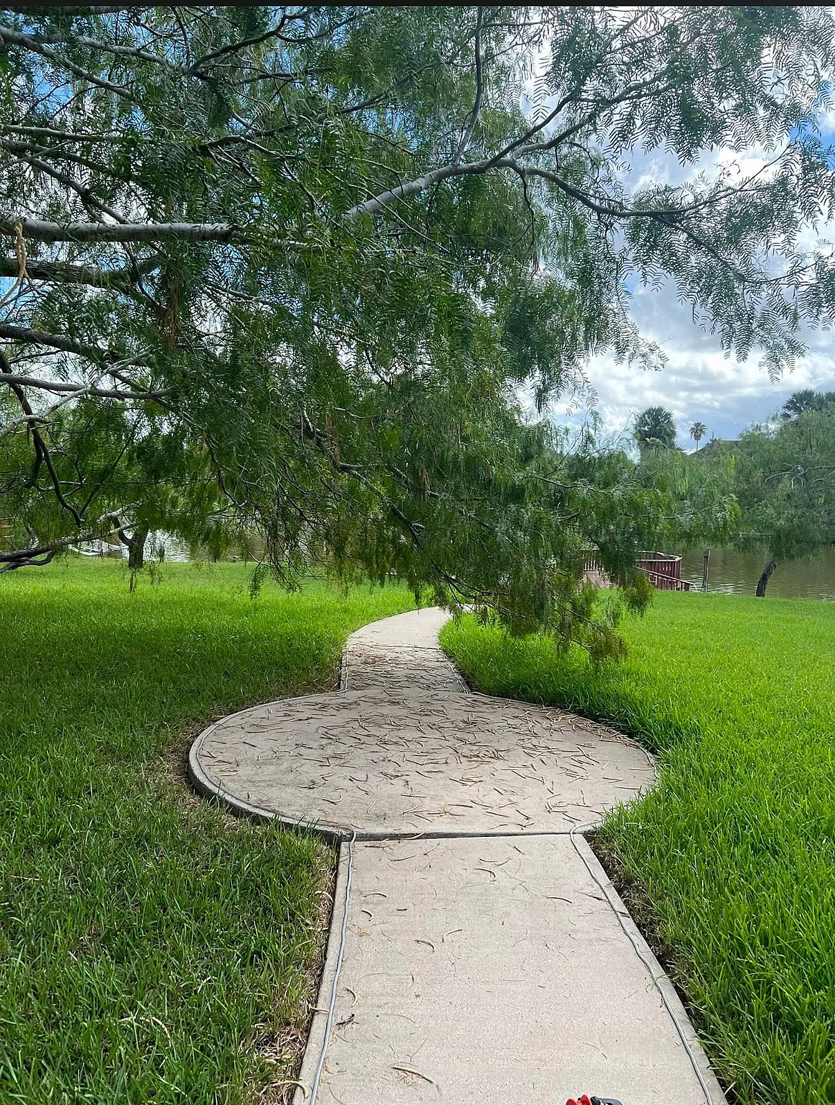 Tree canopy thinning and pruning in Georgetown, Texas.