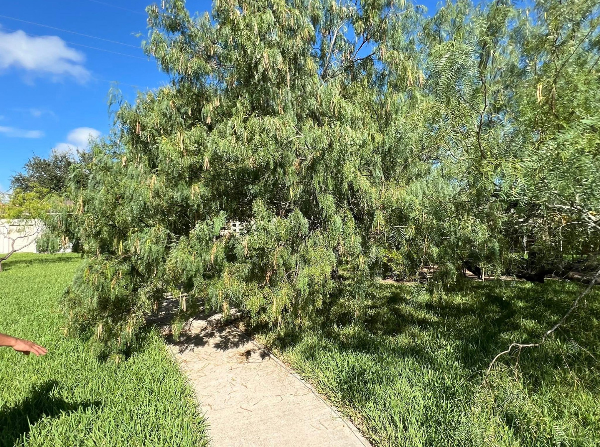 Professional tree trimming service.